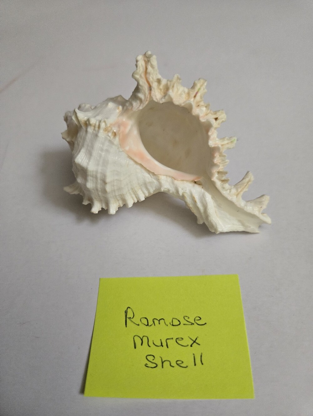 Set /3 Sea Shells - Picture 9 of 16